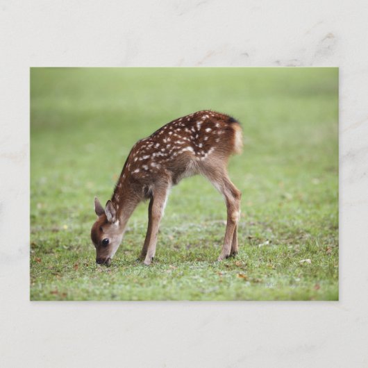 奈良県本州 ポストカード (正面)