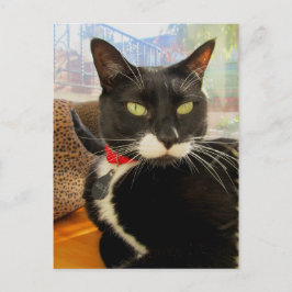 女かわいらしの子 ポストカード