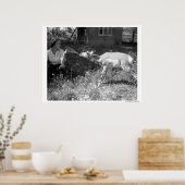 女のボトル食べ物を与えはカモシカだ。 ポスター (キッチン)