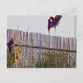 女の子のために戦う ポストカード