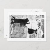 女の子遊とベアーカブのシワード ポストカード (正面/裏面)