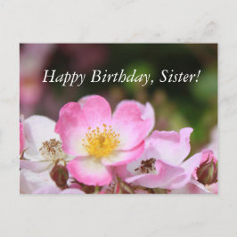 女性かわいらし向けピンクの野生バラ花 ポストカード