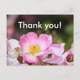 女性かわいらし向けピンクの野生バラ花 ポストカード