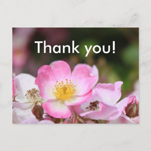 女性かわいらし向けピンクの野生バラ花 ポストカード (正面)