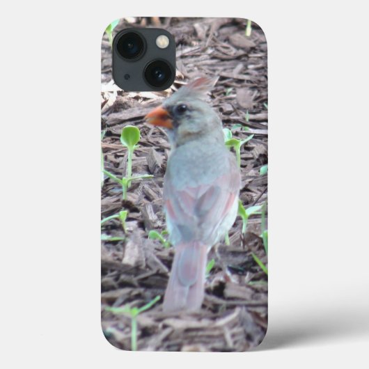 女性かわいらし（鳥）ショウジョウコウカンチョウ携帯電話ケース Case-Mate iPhoneケース (裏面)