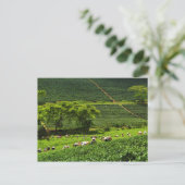 女性がお茶を収穫2 ポストカード (スタンド正面)