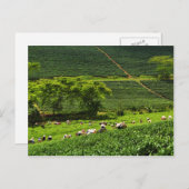 女性がお茶を収穫2 ポストカード (正面/裏面)