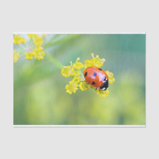 女性が上 薄葉紙 (正面)