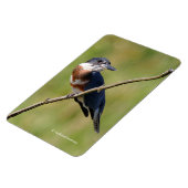 女性が手足を出してカワセミをベルトで縛った マグネット (左側)