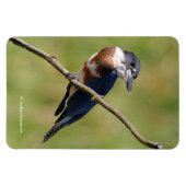 女性が手足を出してカワセミをベルトで縛った マグネット (横)