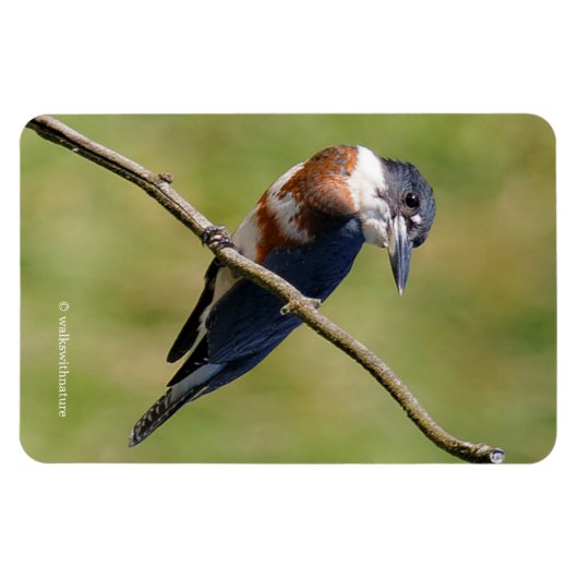 女性が手足を出してカワセミをベルトで縛った マグネット (横)