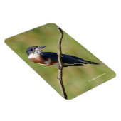 女性が手足を出してカワセミをベルトで縛った マグネット (右側)