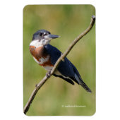 女性が手足を出してカワセミをベルトで縛った マグネット (縦)