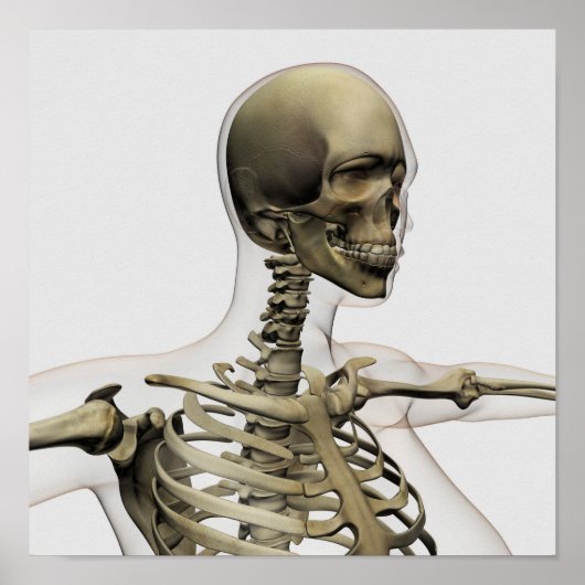 女性のイラストレーションの医学的スカルと ポスター (正面)