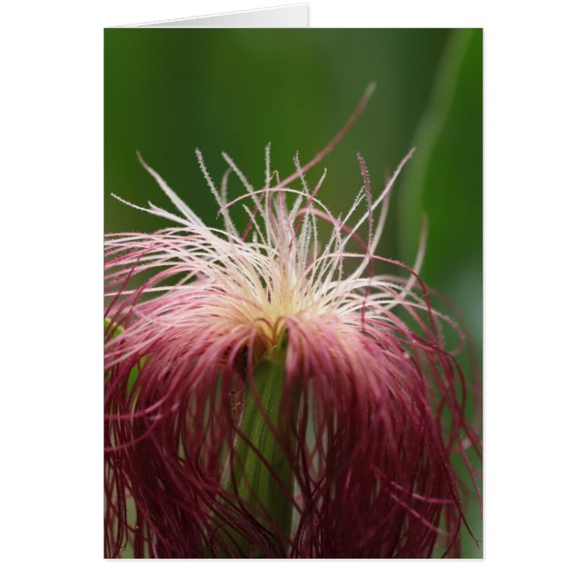 女性のトウモロコシの花のマクロ写真 (正面)