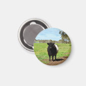 女性のベルト付きのガロウェイ牛 マグネット (正面/裏面)