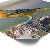 女性のボルチモア・オリオール ポスター (角)