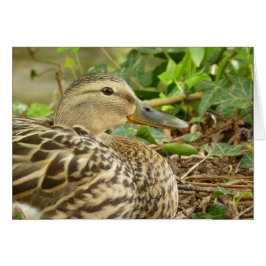 女性のマガモのアヒルカード