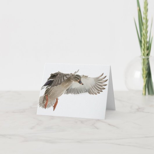 女性のマガモの飛行中にブランクのメッセージカード カード (正面)