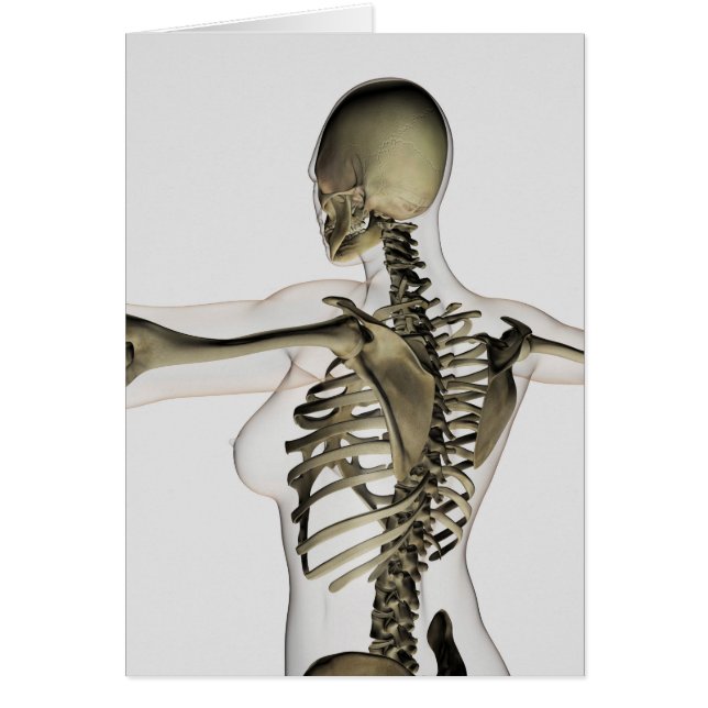 女性の上背部の3次元ビュー (正面)