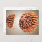 女性の乳房の解剖学的概念図 8 ポストカード (正面/裏面)