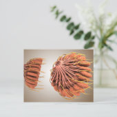 女性の乳房の解剖学的概念図 8 ポストカード (スタンド正面)