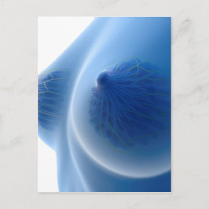 女性の乳房の解剖学的構造のX線画像 ポストカード