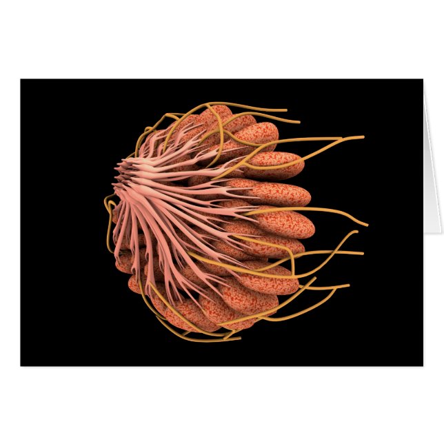 女性の乳房解剖学的概念像 (正面横)