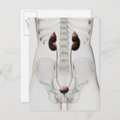 女性の尿路系の3Dビュー ポストカード (正面/裏面)
