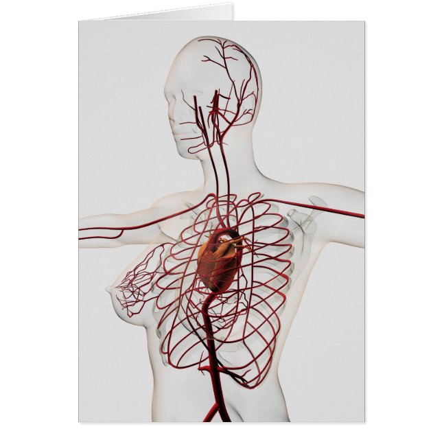 女性の循環系の医学的イラストレーション (正面)