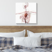女性の循環系の医学的イラストレーション キャンバスプリント (インサイチュ (寝室))