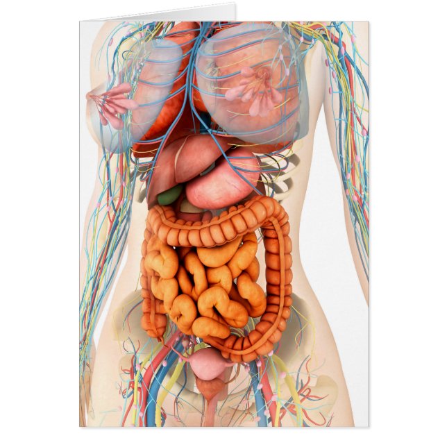 女性の消化循環系 (正面)