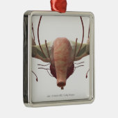 女性の生殖システムの3dモデル メタルオーナメント (右)