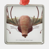 女性の生殖システムの3dモデル メタルオーナメント (正面)