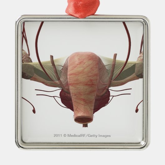女性の生殖システムの3dモデル メタルオーナメント (正面)
