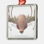 女性の生殖システムの3dモデル メタルオーナメント (左)