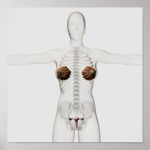 女性の生殖システムの3D眺め ポスター