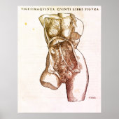 女性の生殖器系の医療イラストレーション ポスター (正面)