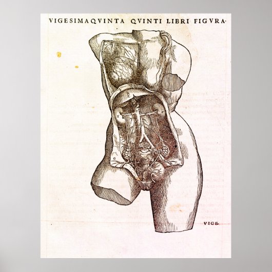 女性の生殖器系の医療イラストレーション ポスター (正面)