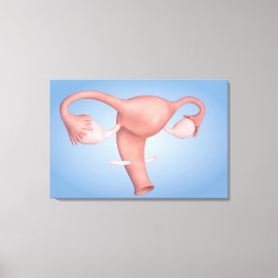 女性の生殖器1の概念的なイメージ キャンバスプリント