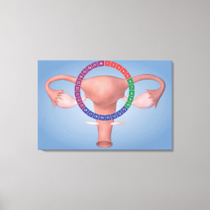 女性の生殖器4の概念的なイメージ キャンバスプリント