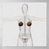 女性の生殖系の3次元像 ポスター (正面)