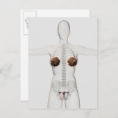 女性の生殖系の3次元像 ポストカード (正面/裏面)