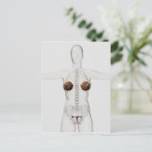 女性の生殖系の3次元像 ポストカード (スタンド正面)