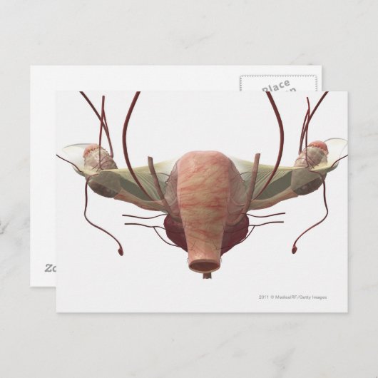 女性の生殖系の3dモデル ポストカード (正面/裏面)
