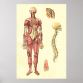 女性の筋肉と脊椎解剖学のポスター ポスター (正面)