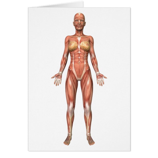 女性の筋肉システム、前面 (正面)