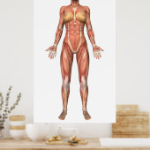 女性の筋肉システム、前面 ポスター (キッチン)