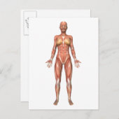 女性の筋肉システム、前面 ポストカード (正面/裏面)