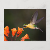 女性の美しいハミングバード ポストカード (正面)
